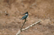 Amazon Kingfisher